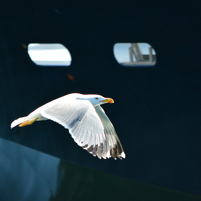 "A seagull on the fly" by Amit Mendelsohn - $48.79 "A seagull on the fly" stock image