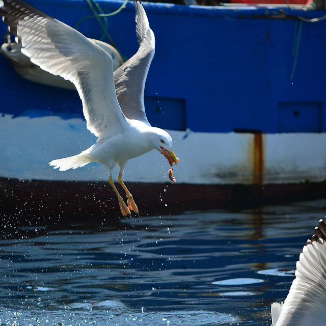 "Seagull with his food" by Amit Mendelsohn - $48.79 "Seagull with his food" stock image