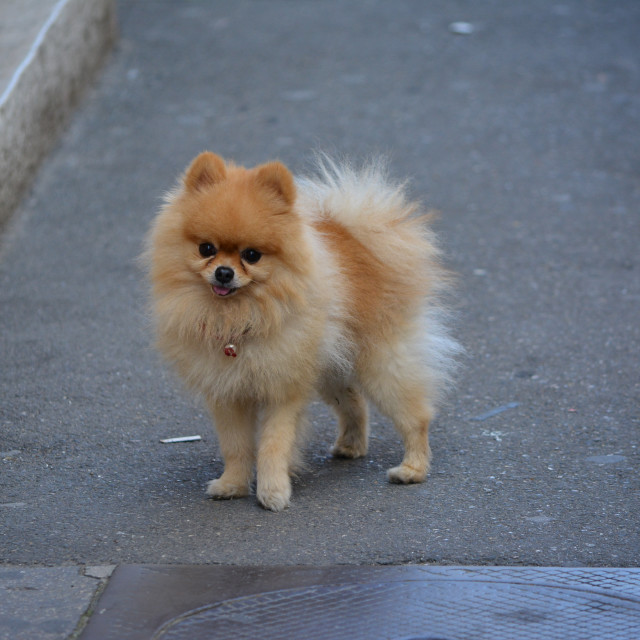 "A little funny dog" by Amit Mendelsohn - $48.79 "A little funny dog" stock image
