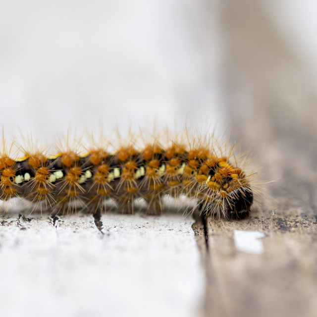 "Jersey Tiger Moth Caterpillar" by Bobb Strongman - £20.00 "Jersey Tiger Moth Caterpillar" stock image