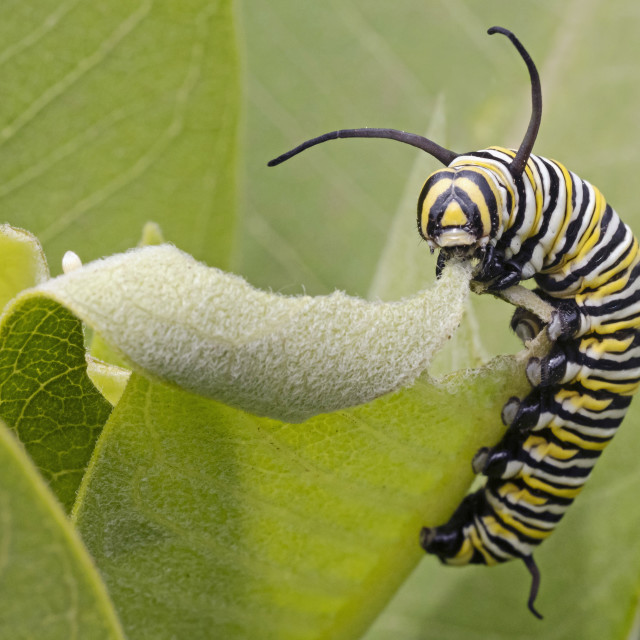 "Monarch Caterpillar Eating the Leaf of a Common Milkweed" stock image