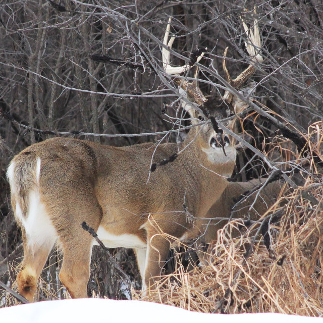 "Deer Buck" stock image
