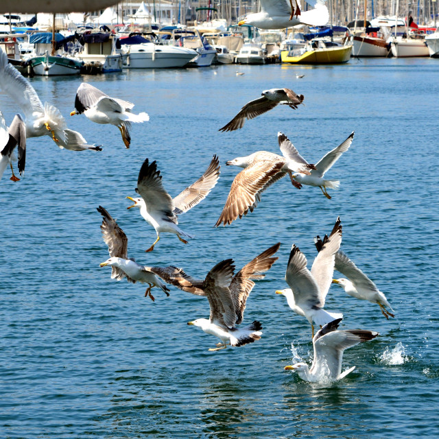 "A group of seagulls after food" by Amit Mendelsohn - $48.79 "A group of seagulls after food" stock image