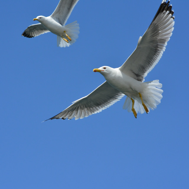 "Seagull flying 3" stock image