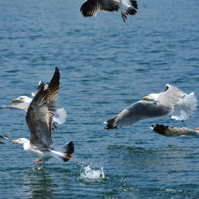 "seagulls flying low" by Amit Mendelsohn - $48.79 "seagulls flying low" stock image