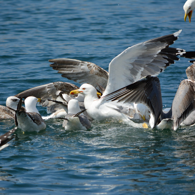 "A fight for food" by Amit Mendelsohn - $48.79 "A fight for food" stock image