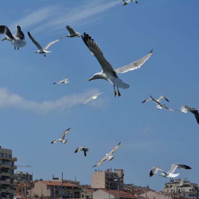 "Airport of seagulls" by Amit Mendelsohn - $48.79 "Airport of seagulls" stock image