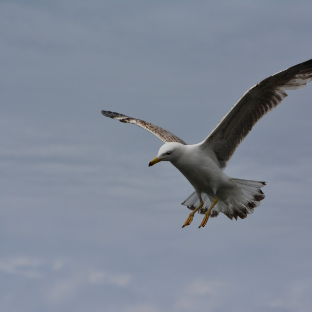 "A seagull in the sky" by Amit Mendelsohn - $48.79 "A seagull in the sky" stock image