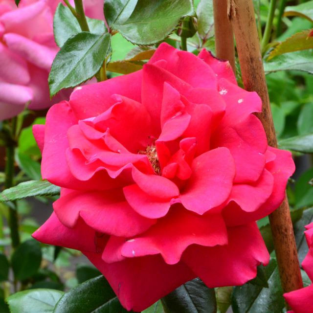 "A rose" by Amit Mendelsohn - $48.79 "A rose" stock image