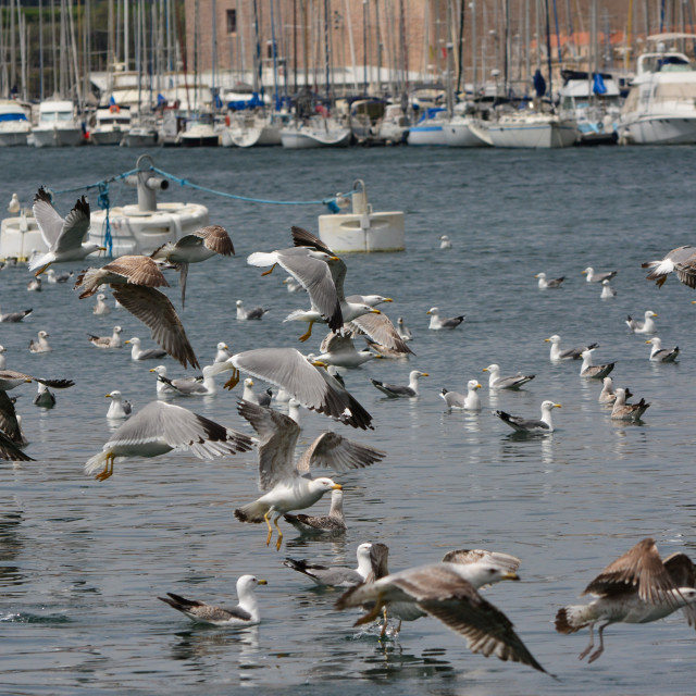"Seagulls in the port" by Amit Mendelsohn - $48.79 "Seagulls in the port" stock image