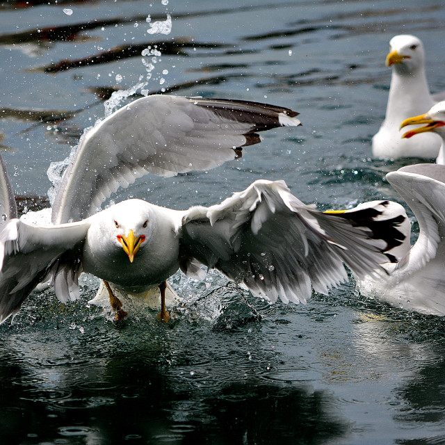 "An angry seagull" by Amit Mendelsohn - $48.79 "An angry seagull" stock image