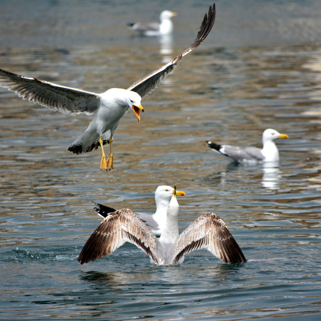 "The complaining seagull" by Amit Mendelsohn - $48.79 "The complaining seagull" stock image
