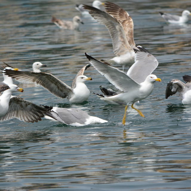 "Seagulls in the port" by Amit Mendelsohn - $48.79 "Seagulls in the port" stock image