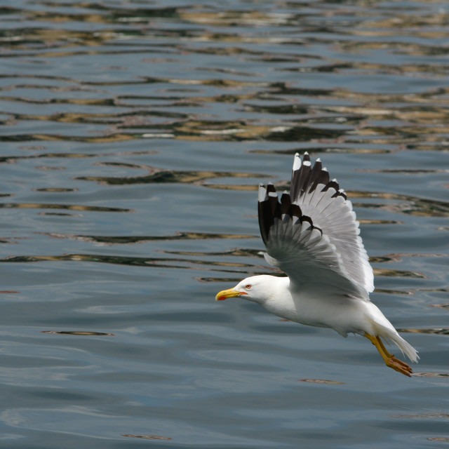 "Seagull on the fly" by Amit Mendelsohn - $48.79 "Seagull on the fly" stock image