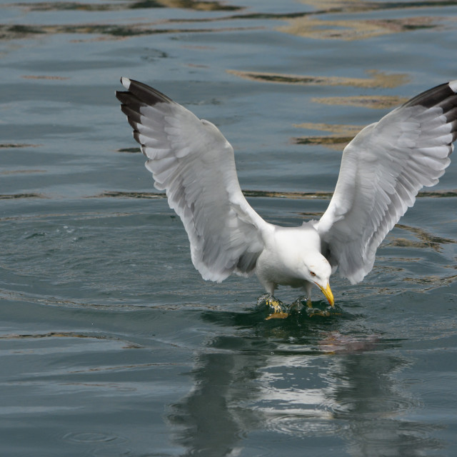 "seagull searching the water" by Amit Mendelsohn - $48.79 "seagull searching the water" stock image