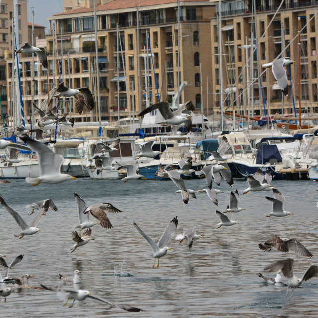 "Seagulls gathering" by Amit Mendelsohn - £50.00 "Seagulls gathering" stock image