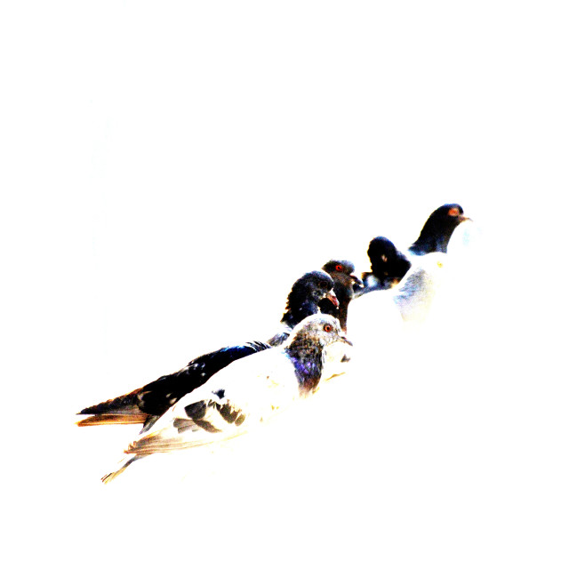 "Pigeons" by Amit Mendelsohn - £50.00 "Pigeons" stock image