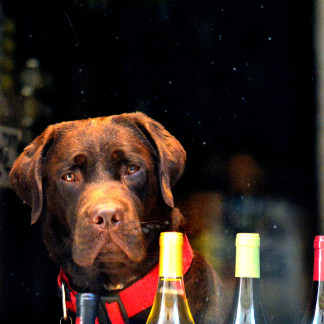 "The wine guardian" by Amit Mendelsohn - £50.00 "The wine guardian" stock image