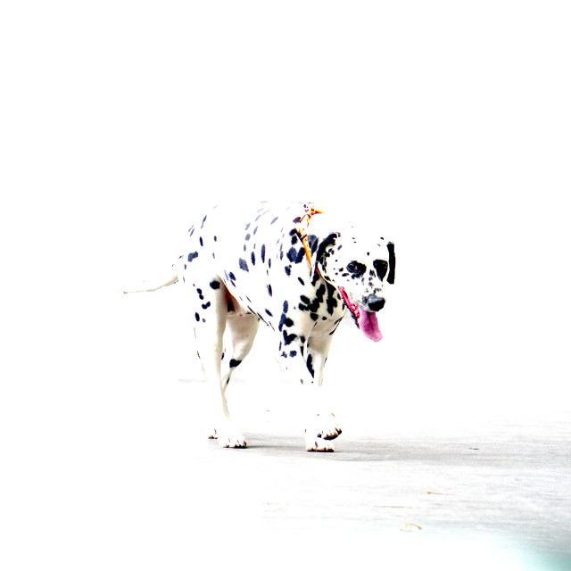 "A dalmatien" by Amit Mendelsohn - £50.00 "A dalmatien" stock image