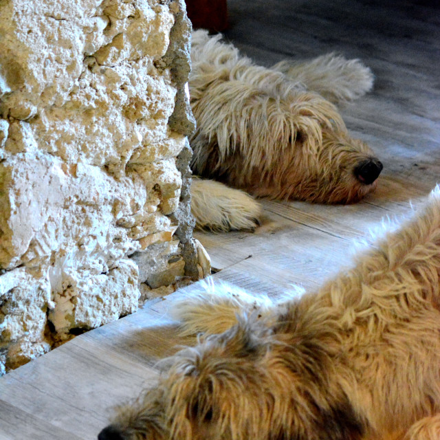"2 tired dogs" by Amit Mendelsohn - £50.00 "2 tired dogs" stock image