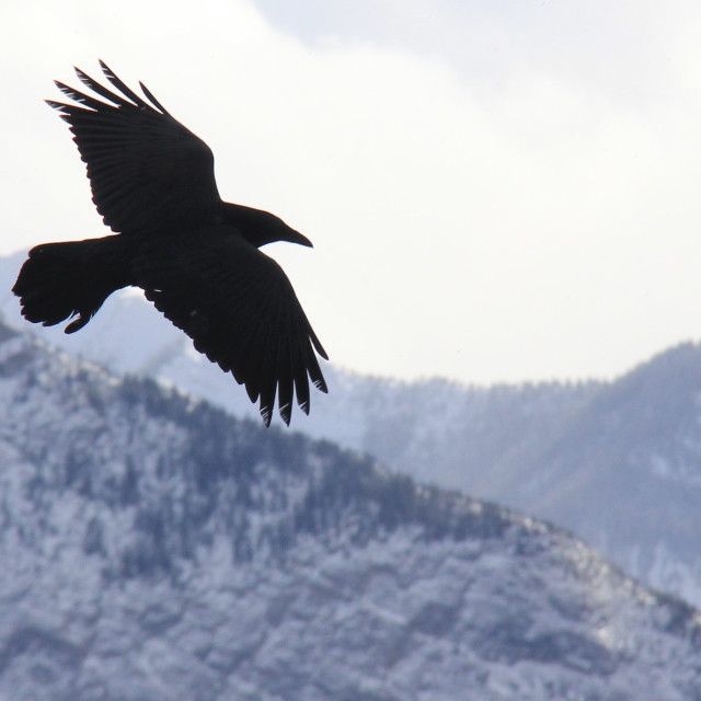 "American Raven in the Mountains" stock image