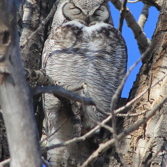 "Sleeping Owl" stock image