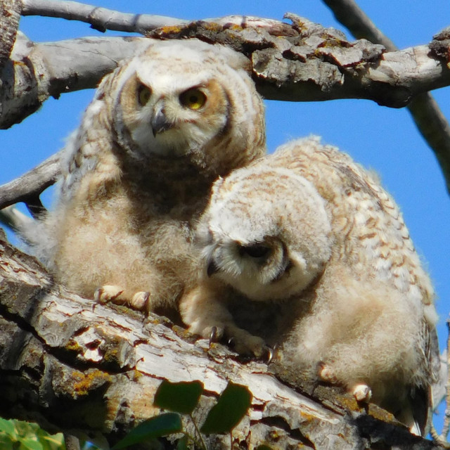 "Great Horned Owlets" stock image