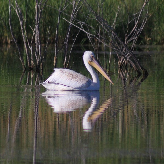 "American White Pelican" stock image