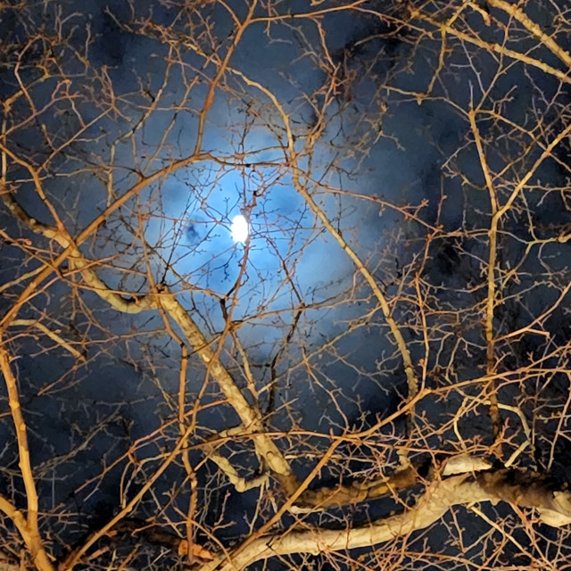 "Thicket with full moon" by Nancy E Hightower - £15.00 "Thicket with full moon" stock image