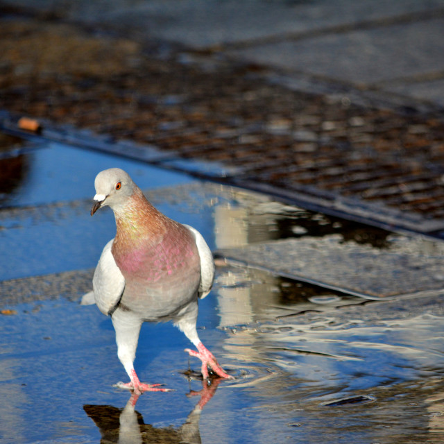 "The dancing pigeon" by Amit Mendelsohn - £50.00 "The dancing pigeon" stock image