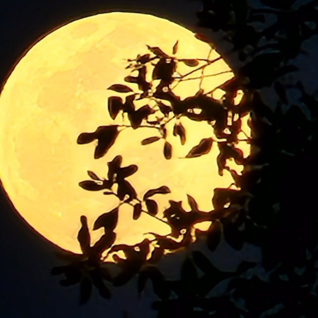 "By the light of the yellow moon" by Nancy E Hightower - £12.00 "By the light of the yellow moon" stock image