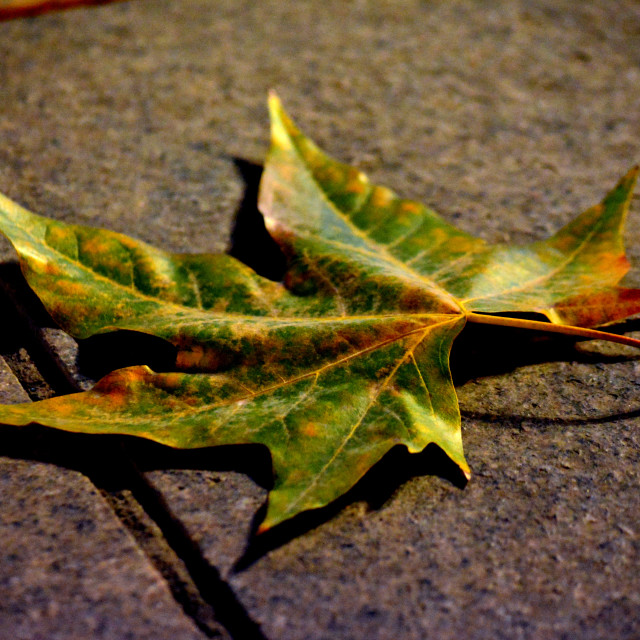 "A leaf on the floor" by Amit Mendelsohn - £50.00 "A leaf on the floor" stock image