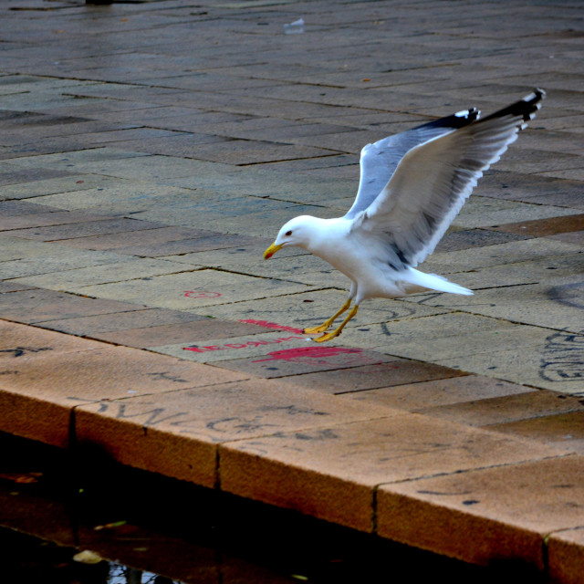 "Landing" by Amit Mendelsohn - £50.00 "Landing" stock image