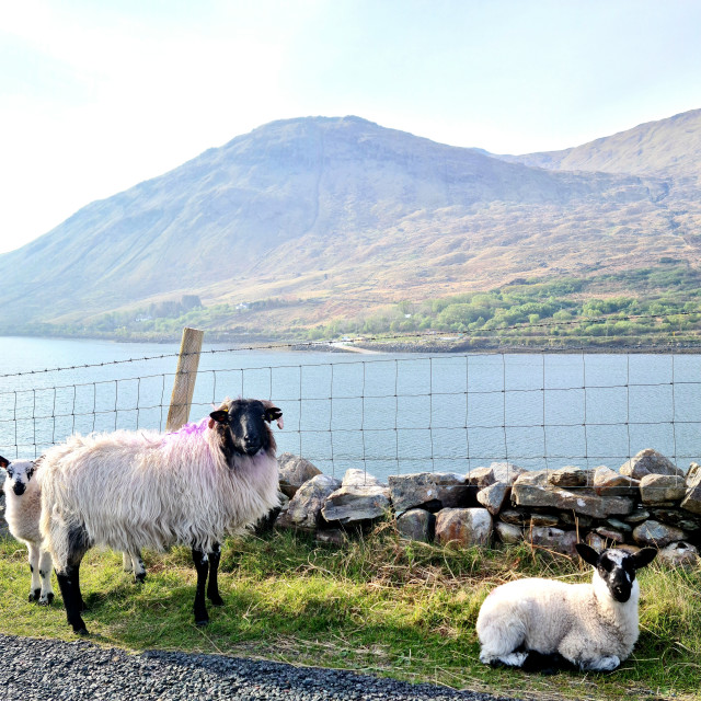 "Morning from Killary fjord" by Joyce Sammon - $24.48 "Morning from Killary fjord" stock image