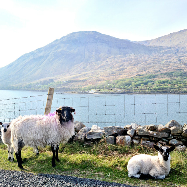 "Morning from Killary fjord" stock image