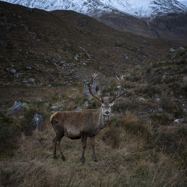 "A Highland Stag, Beinn Eighe, Scotland" stock image