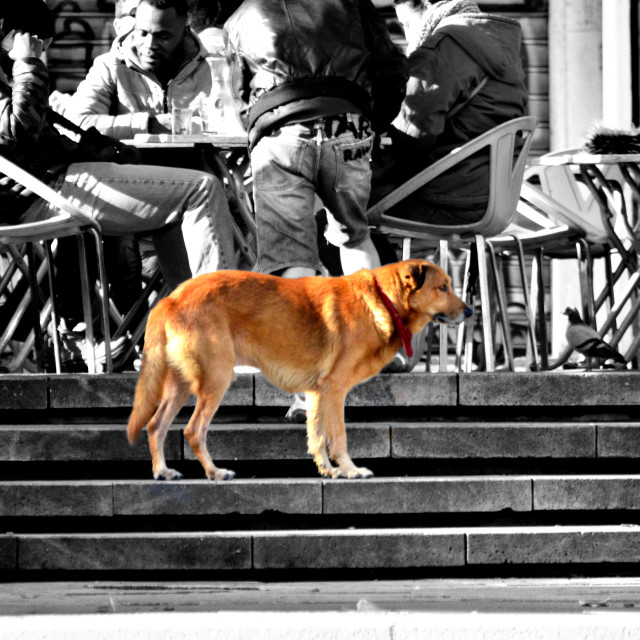 "A dog on the steps" by Amit Mendelsohn - £50.00 "A dog on the steps" stock image