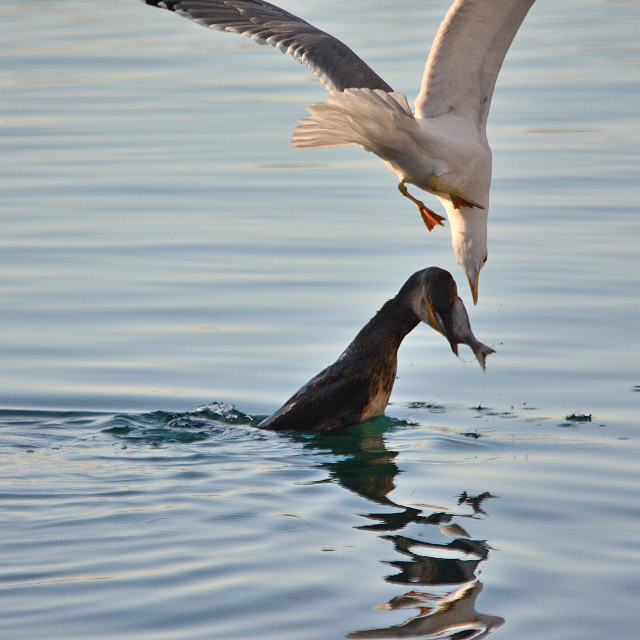 "Attack from above" by Amit Mendelsohn - £50.00 "Attack from above" stock image