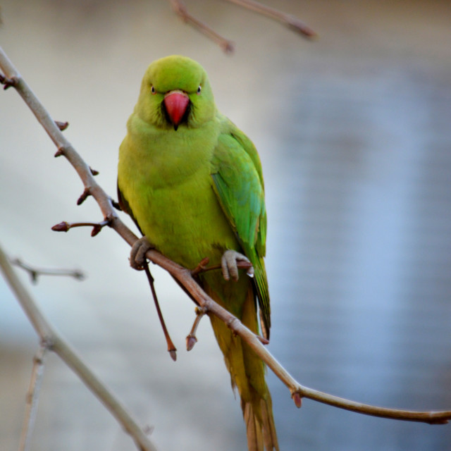 "A green parrot" by Amit Mendelsohn - £50.00 "A green parrot" stock image