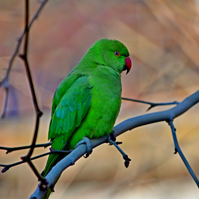 "A closer view on the green parrot" by Amit Mendelsohn - £50.00 "A closer view on the green parrot" stock image
