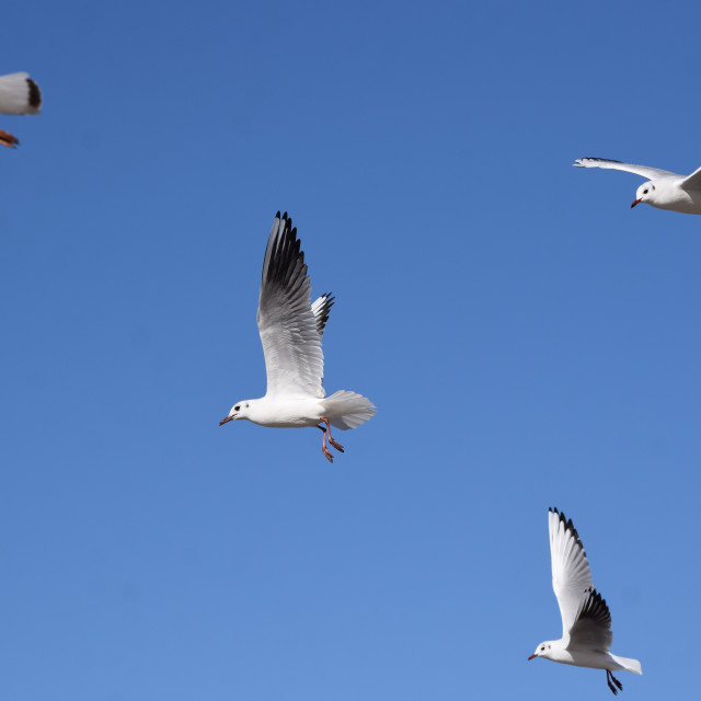 "Little gulls in the sky" by Amit Mendelsohn - £50.00 "Little gulls in the sky" stock image