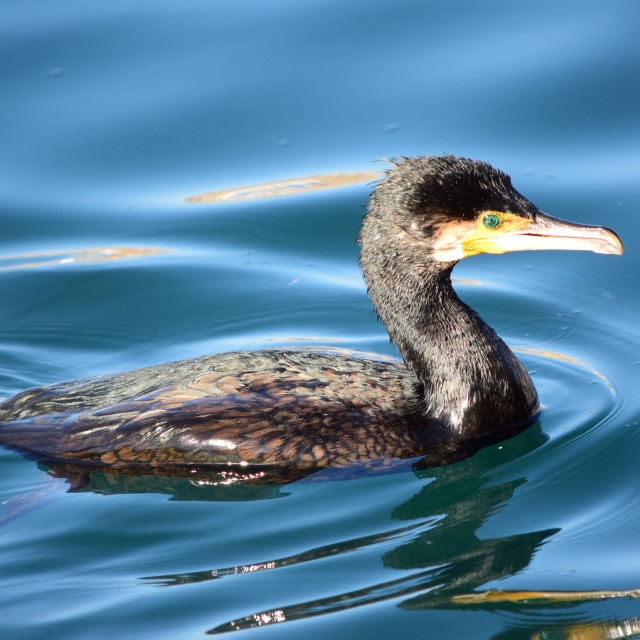 "Cormorant floating" by Amit Mendelsohn - £50.00 "Cormorant floating" stock image