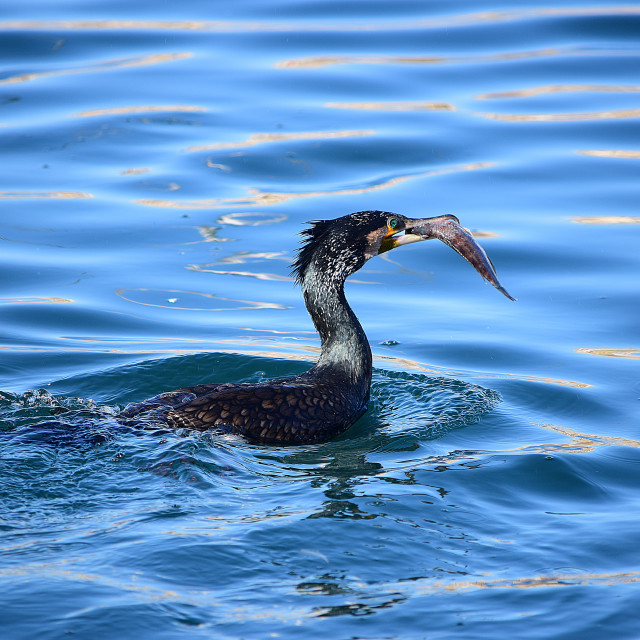 "Cormorant with it's prey 1" by Amit Mendelsohn - £50.00 "Cormorant with it's prey 1" stock image