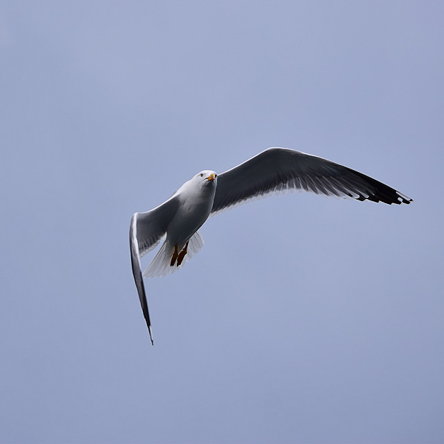 "Seagull flying 2" by Amit Mendelsohn - £50.00 "Seagull flying 2" stock image