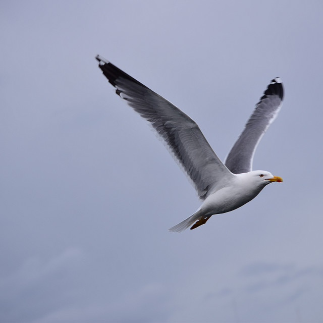 "Seagull flying" by Amit Mendelsohn - £50.00 "Seagull flying" stock image