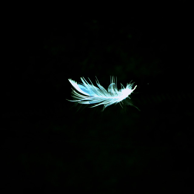 "A feather falling" by Amit Mendelsohn - £50.00 "A feather falling" stock image