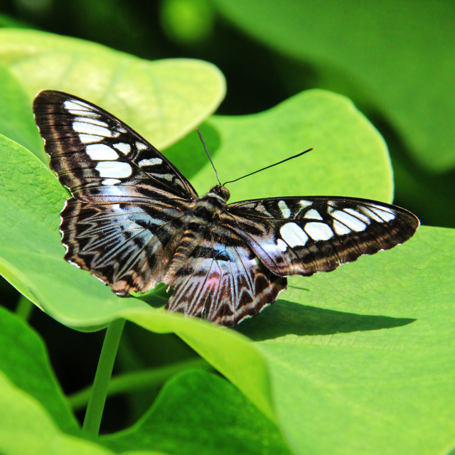 "Butterfly on Green" stock image