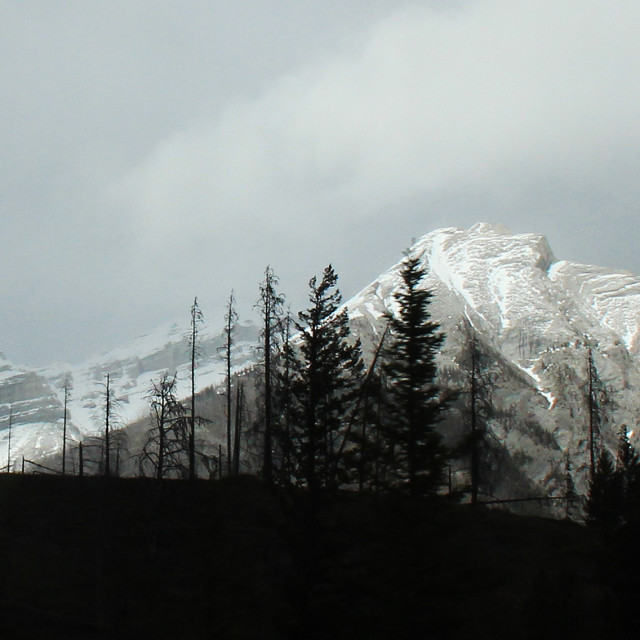 "Treeline Silhouette with snow-dusted Rocky Mountains" stock image