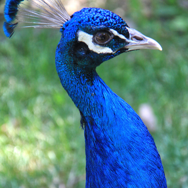 "Peacock Close-Up" stock image