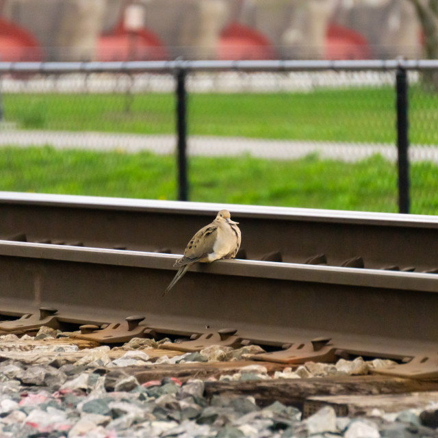 "Dove" by BTG Photographer - $3.71 "Dove" stock image